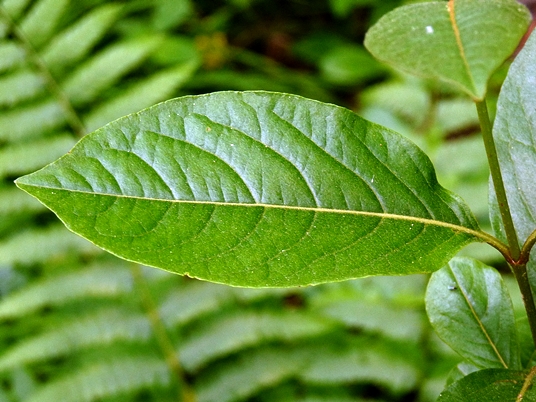 {Viburnum cassinoides}